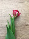 Flowers tulips lying on wooden table. Bright spring tulips on wooden background. Tulips on a wooden background Royalty Free Stock Photo