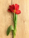 Flowers tulips lying on wooden table. Bright spring tulips on wooden background. Tulips on a wooden background Royalty Free Stock Photo