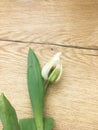 Flowers tulips lying on wooden table. Bright spring tulips on wooden background. Tulips on a wooden background Royalty Free Stock Photo