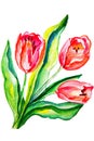 Flowers tulips painted in watercolor