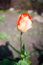 Flowers tulips are red-yellow on a background of green Royalty Free Stock Photo