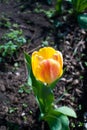 Flowers tulips are red-yellow on a background of green Royalty Free Stock Photo