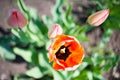 Flowers tulips are red-yellow on a background of green Royalty Free Stock Photo