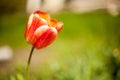 Flowers tulips are red-yellow on a background of green Royalty Free Stock Photo