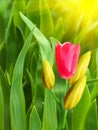 Flowers tulips red yellow petals Royalty Free Stock Photo