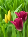 Flowers tulips red yellow petals Royalty Free Stock Photo