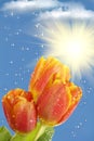 Flowers tulips sun rain clouds Royalty Free Stock Photo