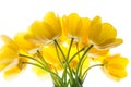 Flowers tulips yellow bouquet isolated on white