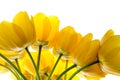 Flowers tulips yellow bouquet isolated on white