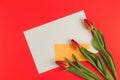 Flowers tulips and yellow envelope with blank paper card on red background Royalty Free Stock Photo