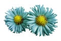 Flowers of turquoise daisies on white isolated background. Two chamomiles for design. View from above. Close-up. Royalty Free Stock Photo