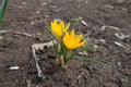 Flowers of two  yellow crocuses in March Royalty Free Stock Photo