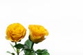 Flowers Two yellow roses. Bouquet. On a white background. Royalty Free Stock Photo