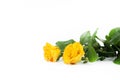 Flowers Two yellow roses. Bouquet. On a white background. Royalty Free Stock Photo
