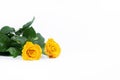 Flowers Two yellow roses. Bouquet. On a white Royalty Free Stock Photo