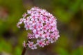 Flowers of the umbrella plant. Flowering plant close-up. Indian rhubarb