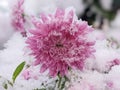 flowers under a blanket of snow. Royalty Free Stock Photo