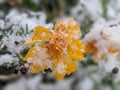 flowers under a blanket of snow. Royalty Free Stock Photo