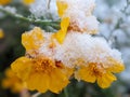 flowers under a blanket of snow. Royalty Free Stock Photo
