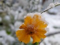 flowers under a blanket of snow. Royalty Free Stock Photo