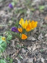 Flowers under Danish sky in March Royalty Free Stock Photo