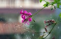 Flowers in the rain