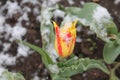 Flowers under snow Royalty Free Stock Photo