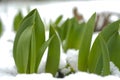 Flowers under the snow.First spring flowers. Spring season.Tulips green leaves in the snow. Royalty Free Stock Photo