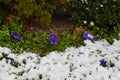 Flowers under the snow. Image of pansies under the snow Royalty Free Stock Photo