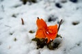 Flowers under the snow. Image of pansies under the snow Royalty Free Stock Photo