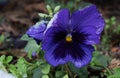 Flowers under the snow. Pansies Royalty Free Stock Photo