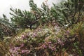 Flowers under the snow in spring in Alps