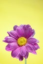 Flowers under the water, purple chrysanthemum with air bubbles on lilacs on a yellow Royalty Free Stock Photo