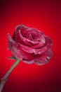 Flowers under the water, red rose with air bubbles Royalty Free Stock Photo