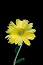 Flowers under the water, yellow chrysanthemum with air bubbles on the lilies Royalty Free Stock Photo