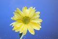 Flowers under the water, yellow chrysanthemum with air bubbles on the lilies on a blue Royalty Free Stock Photo