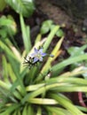 Tropical flowers in bloom, brauty of sri lanka Royalty Free Stock Photo