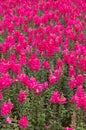 A sea of pink Gladiolus at Du Fu Thatched Cottage, Chengdu, Sichuan, China