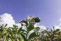 Flowers and unripe fruit on a blossoming lemon tree in green foliage close-up Royalty Free Stock Photo