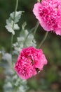 Flowers of unusual double pink poppies in the garden, bees and bumblebees gathering non-star.