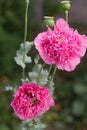 Flowers of unusual double pink poppies in the garden, bees and bumblebees gathering non-star.