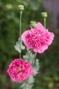 Flowers of unusual double pink poppies in the garden, bees and bumblebees gathering non-star.