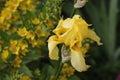 Light summer composition with a yellow iris flower. Urban environment Royalty Free Stock Photo