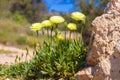 The flowers of Urospermum dalechampii Royalty Free Stock Photo