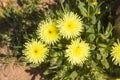 The flowers of Urospermum dalechampii Royalty Free Stock Photo