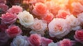 flowers valentine roses background