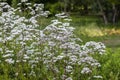 Flowers of Valeriana Officinalis or Valerian plant Royalty Free Stock Photo