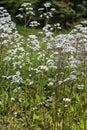 Flowers of Valeriana Officinalis or Valerian plant