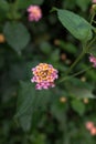 Flowers of various colors from a plant with the scientific name Lantana camara