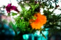Colorful wild flowers in a bouquet